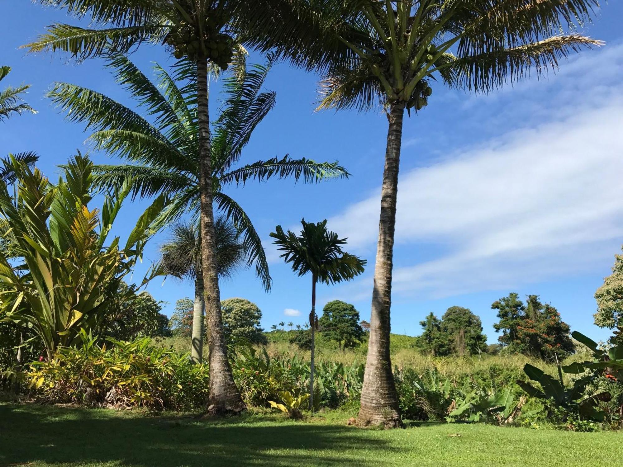 Island Goode'S - Luxury Adult Only Accommodation Near Hilo Papaikou Dış mekan fotoğraf