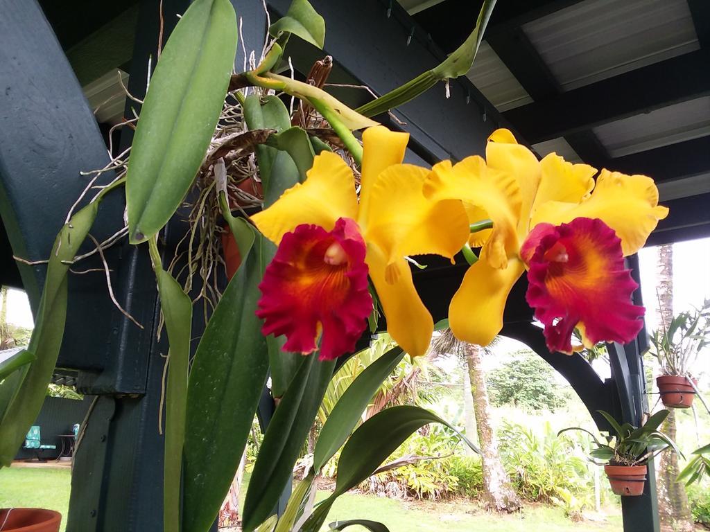 Island Goode'S - Luxury Adult Only Accommodation Near Hilo Papaikou Dış mekan fotoğraf
