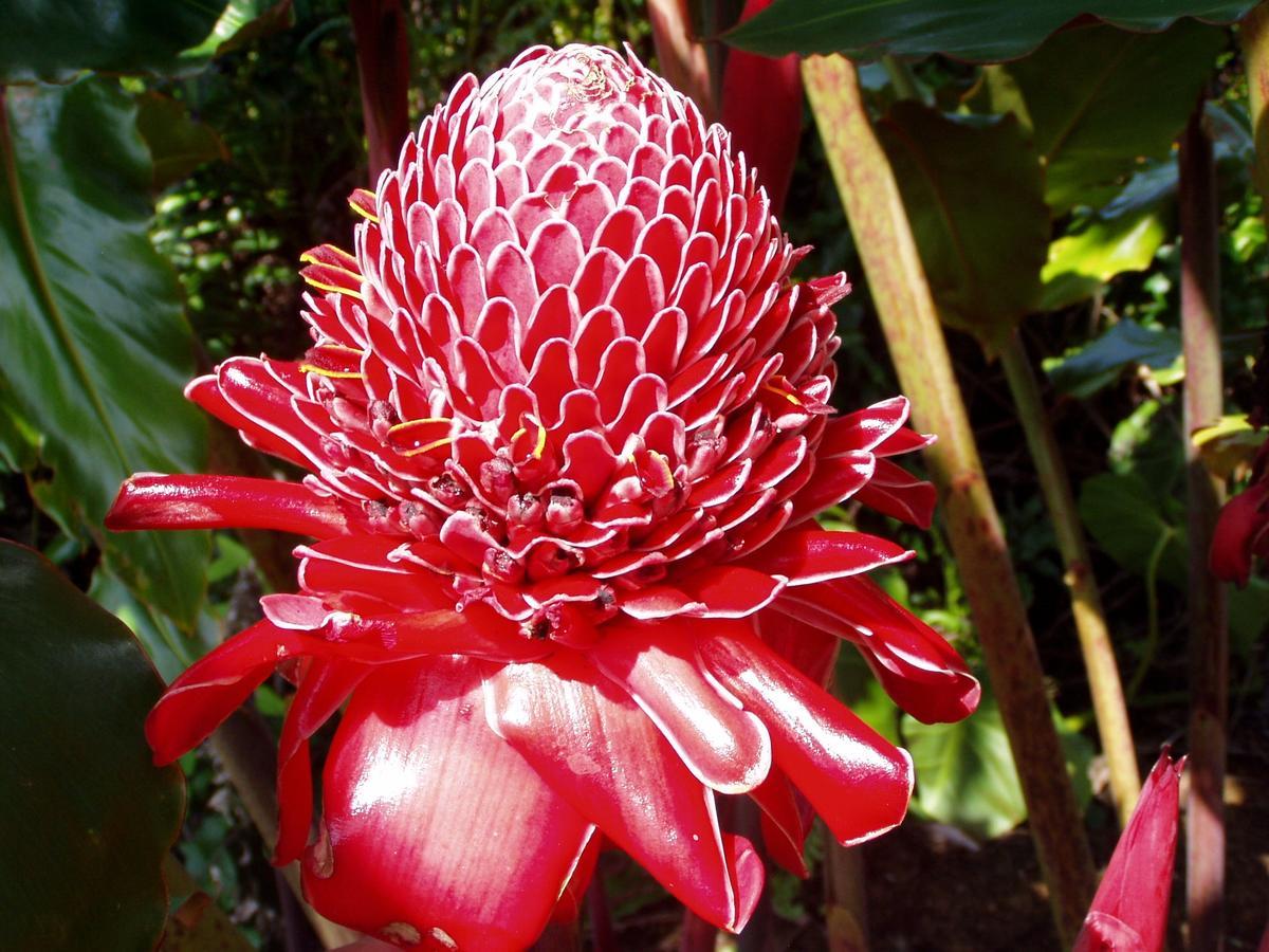 Island Goode'S - Luxury Adult Only Accommodation Near Hilo Papaikou Dış mekan fotoğraf