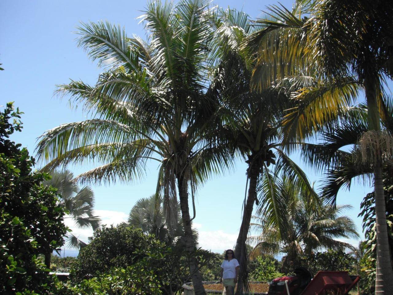 Island Goode'S - Luxury Adult Only Accommodation Near Hilo Papaikou Dış mekan fotoğraf
