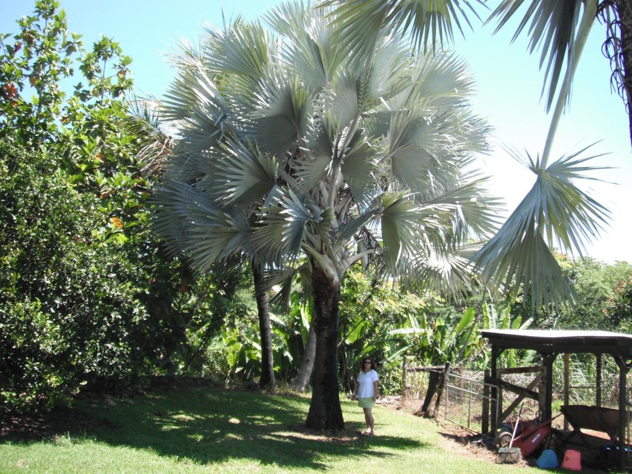 Island Goode'S - Luxury Adult Only Accommodation Near Hilo Papaikou Dış mekan fotoğraf